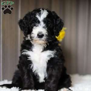 Boots, Sheepadoodle Puppy